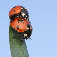 Mating Ladybirds 2 